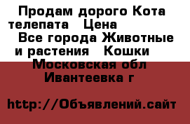 Продам дорого Кота-телепата › Цена ­ 4 500 000 - Все города Животные и растения » Кошки   . Московская обл.,Ивантеевка г.